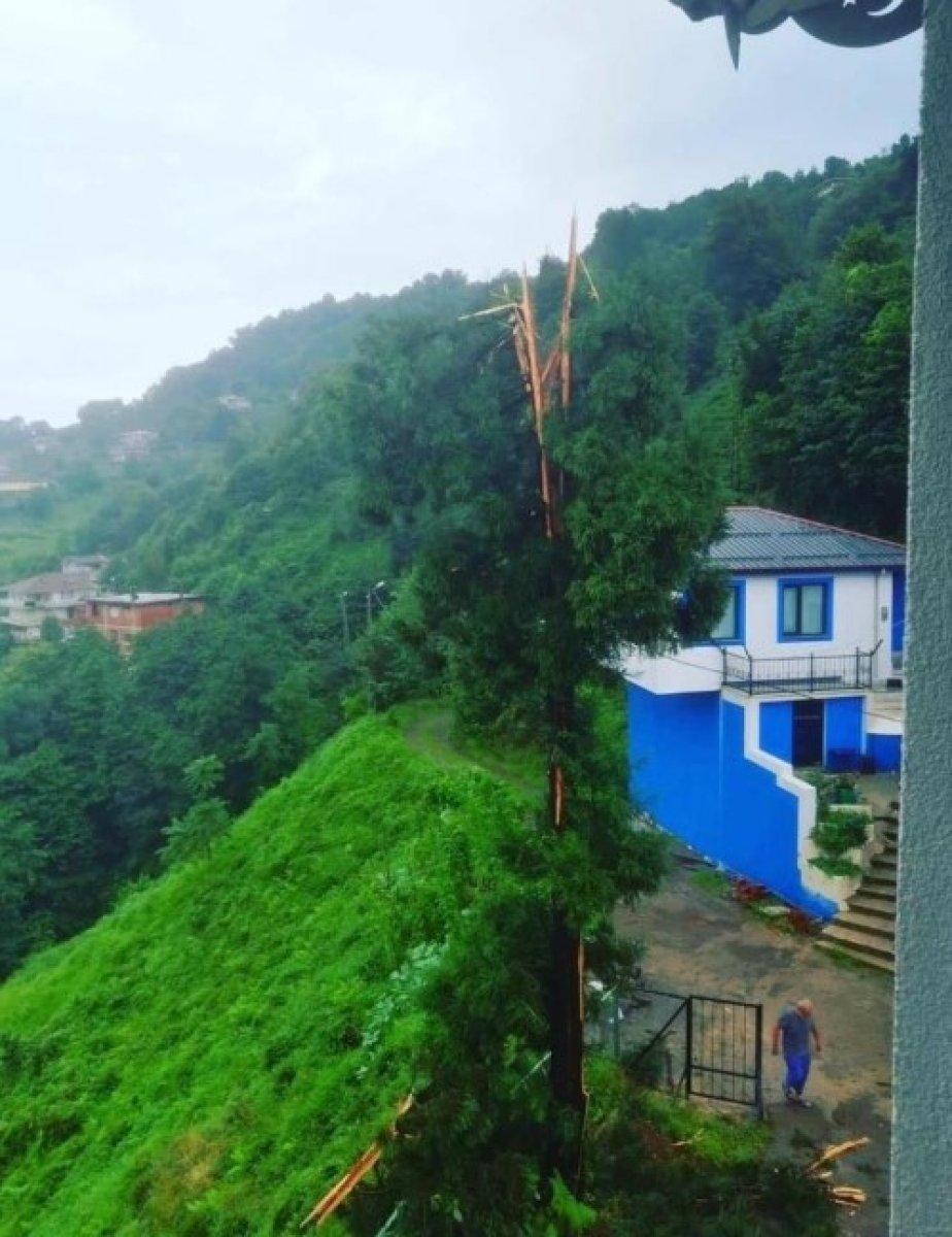 Rize'de yıldırımın isabet ettiği ağaç ikiye bölündü