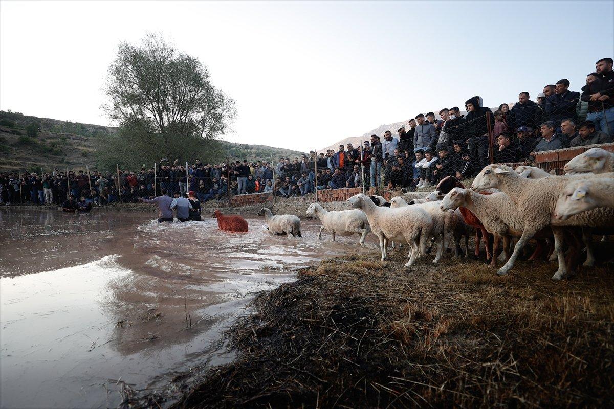 Burdur'da sudan koyun geçirme yarışması