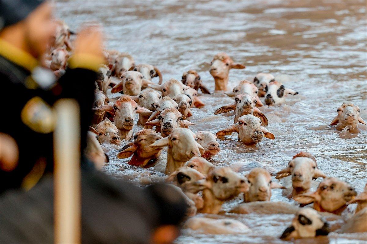 Burdur'da sudan koyun geçirme yarışması