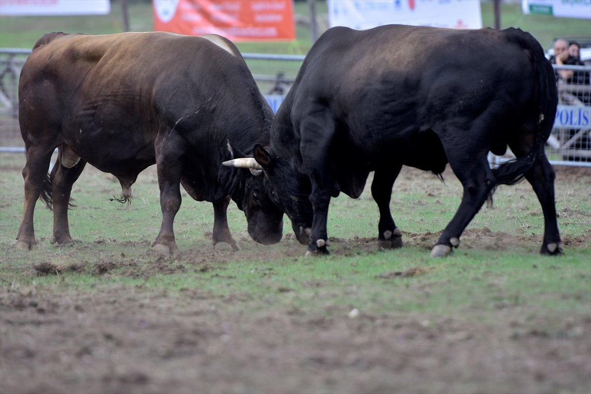 Kocayayla'da boğa güreşi festivali yapıldı