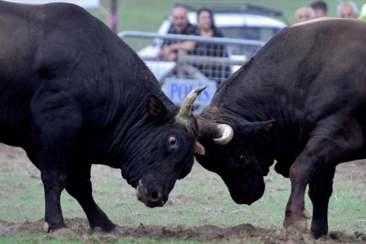 Kocayayla'da boğa güreşi festivali yapıldı