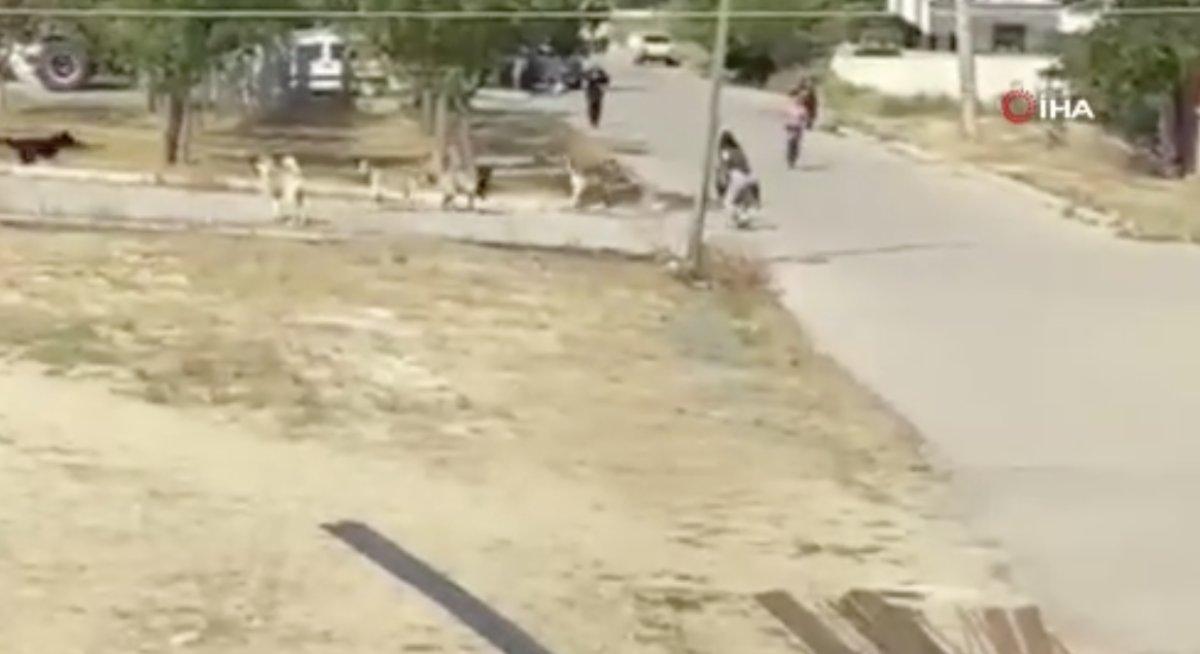 Ankara'da küçük kız, başıboş köpeklerin hedefi oldu