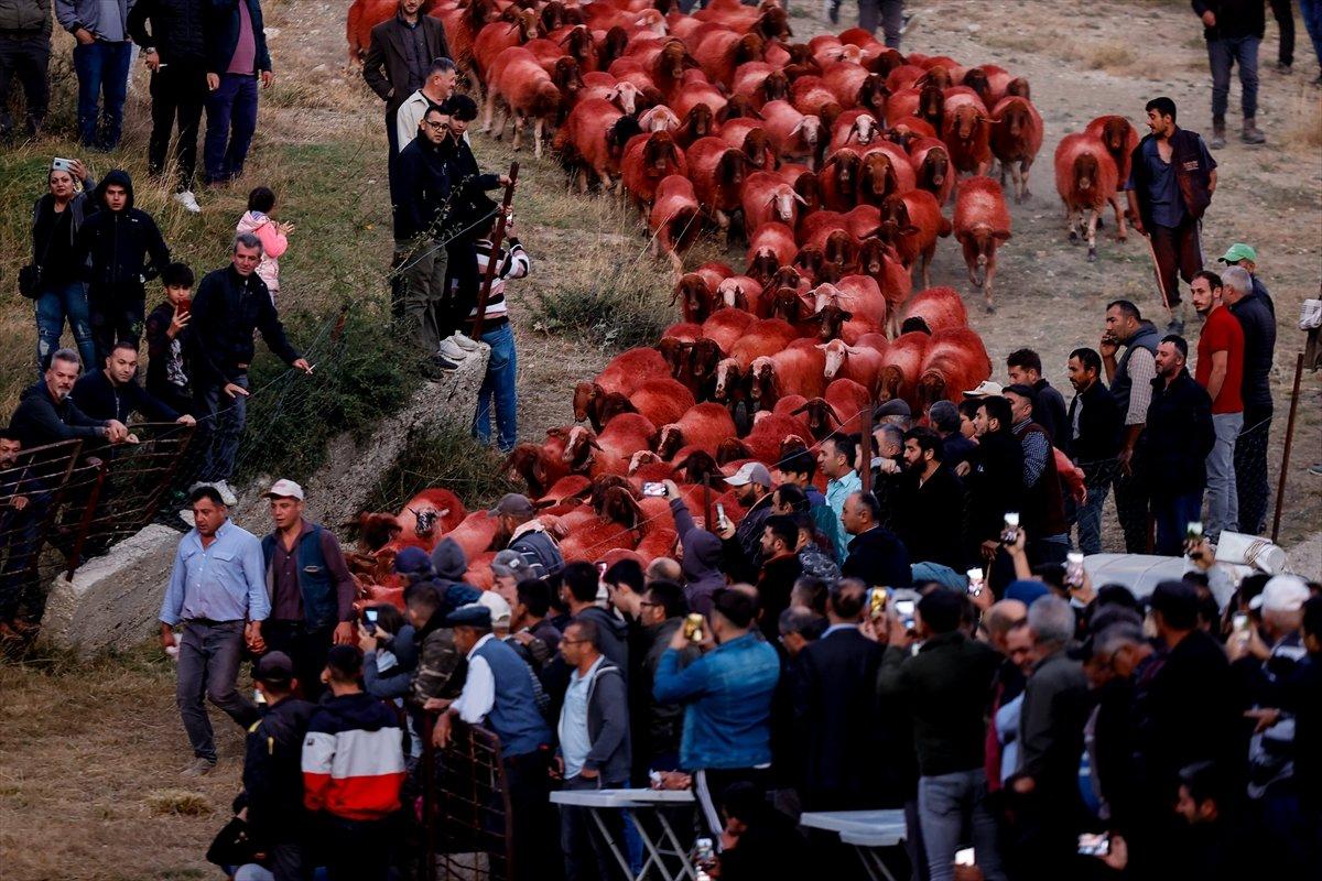 Burdur'da sudan koyun geçirme yarışması