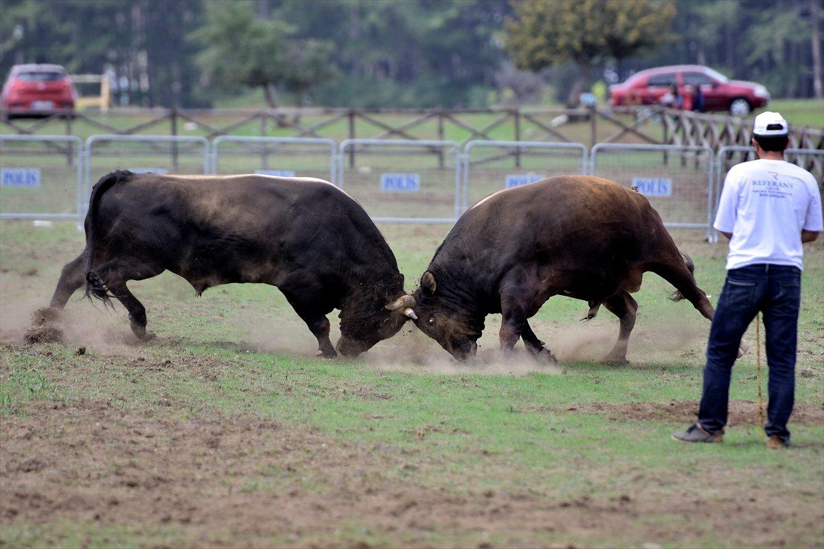Kocayayla'da boğa güreşi festivali yapıldı
