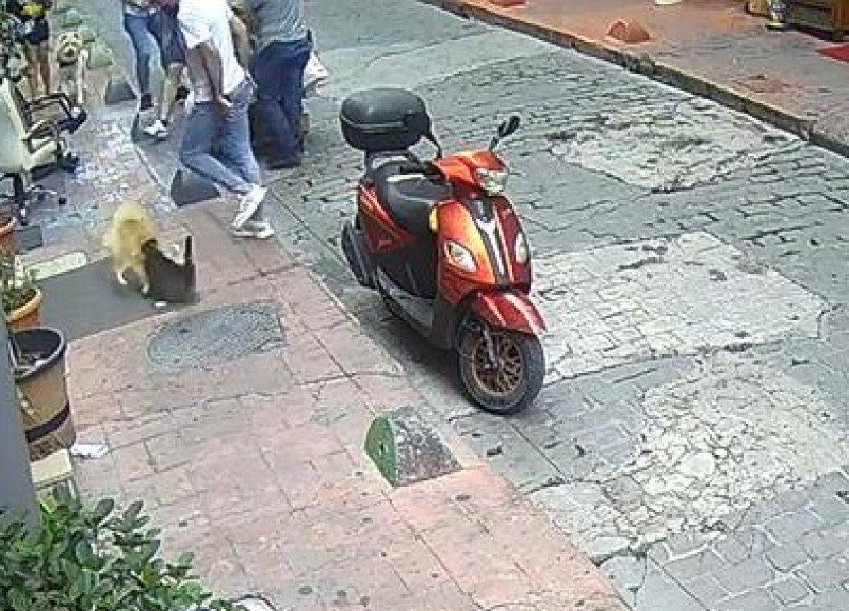 Beyoğlu’nda köpeklere saldıran kedi