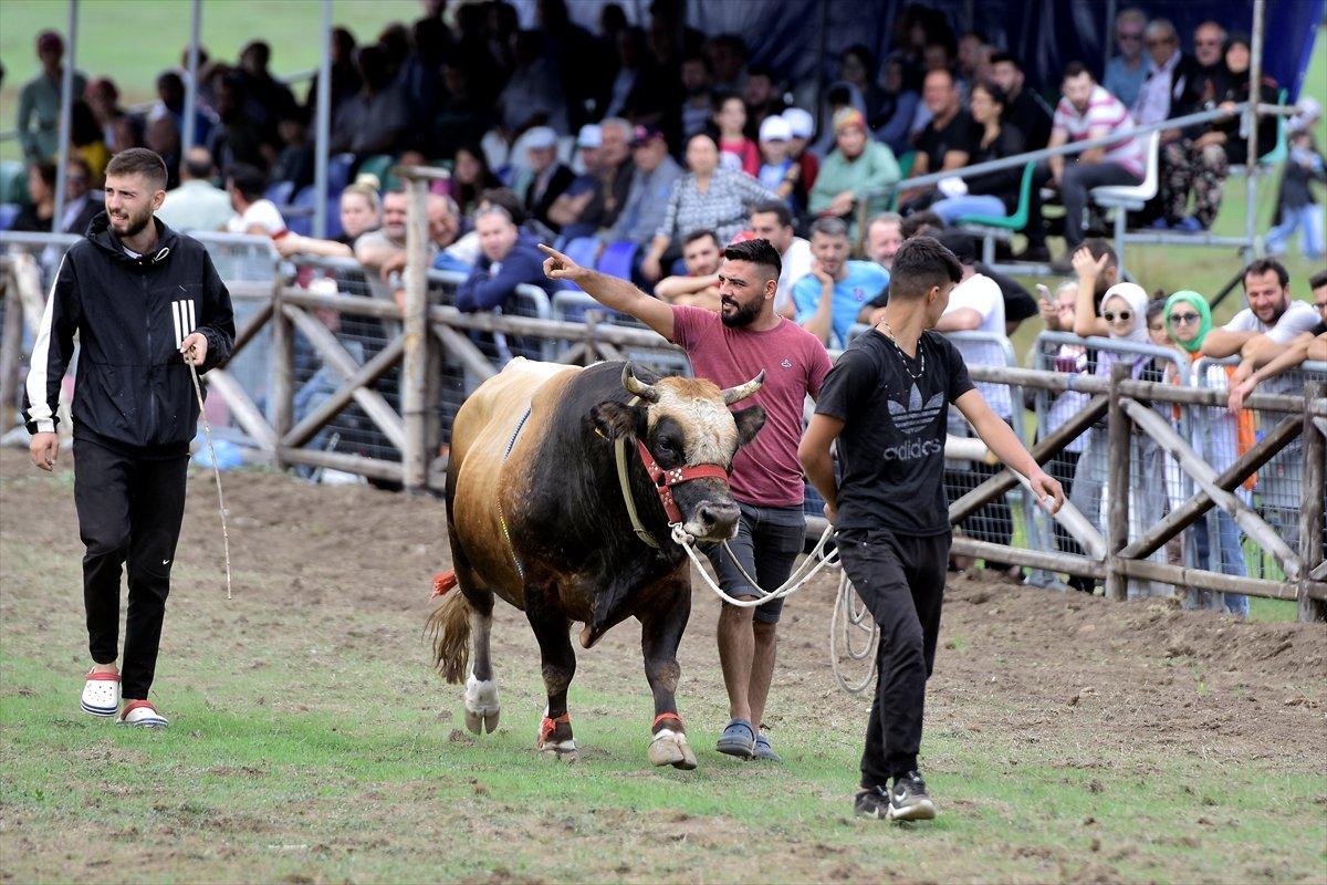 Kocayayla'da boğa güreşi festivali yapıldı