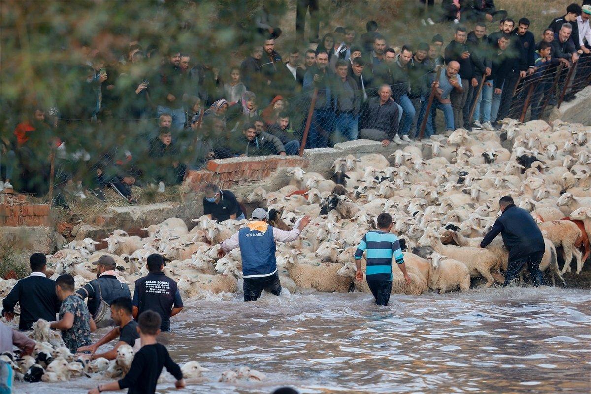 Burdur'da sudan koyun geçirme yarışması