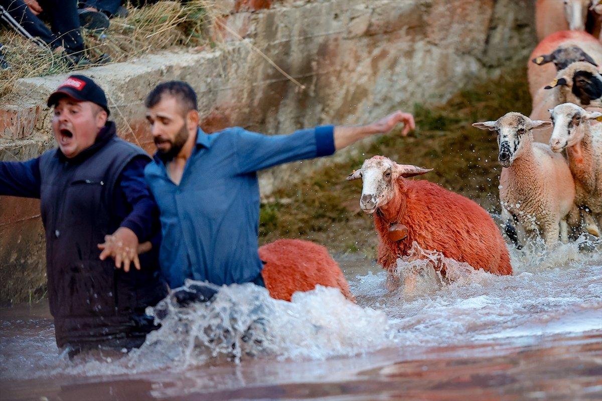 Burdur'da sudan koyun geçirme yarışması