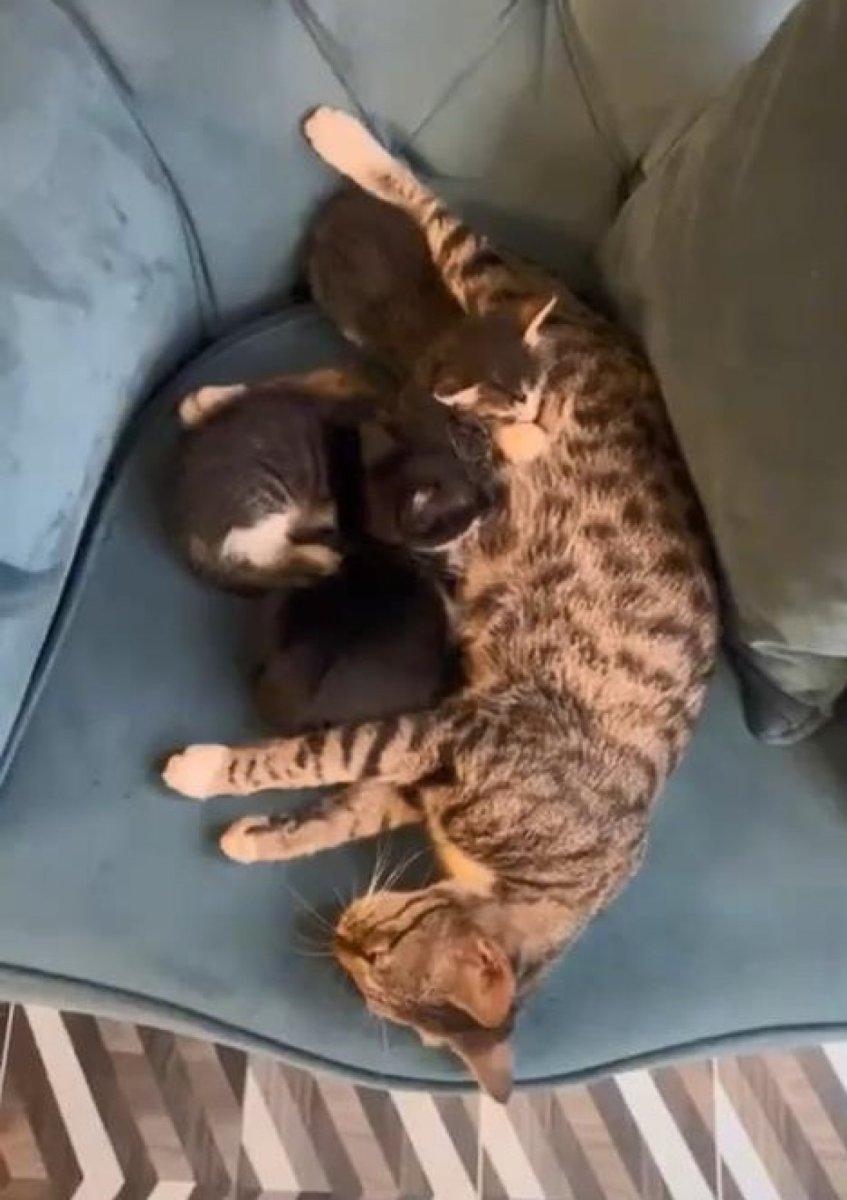 Beyoğlu’nda köpeklere saldıran kedi