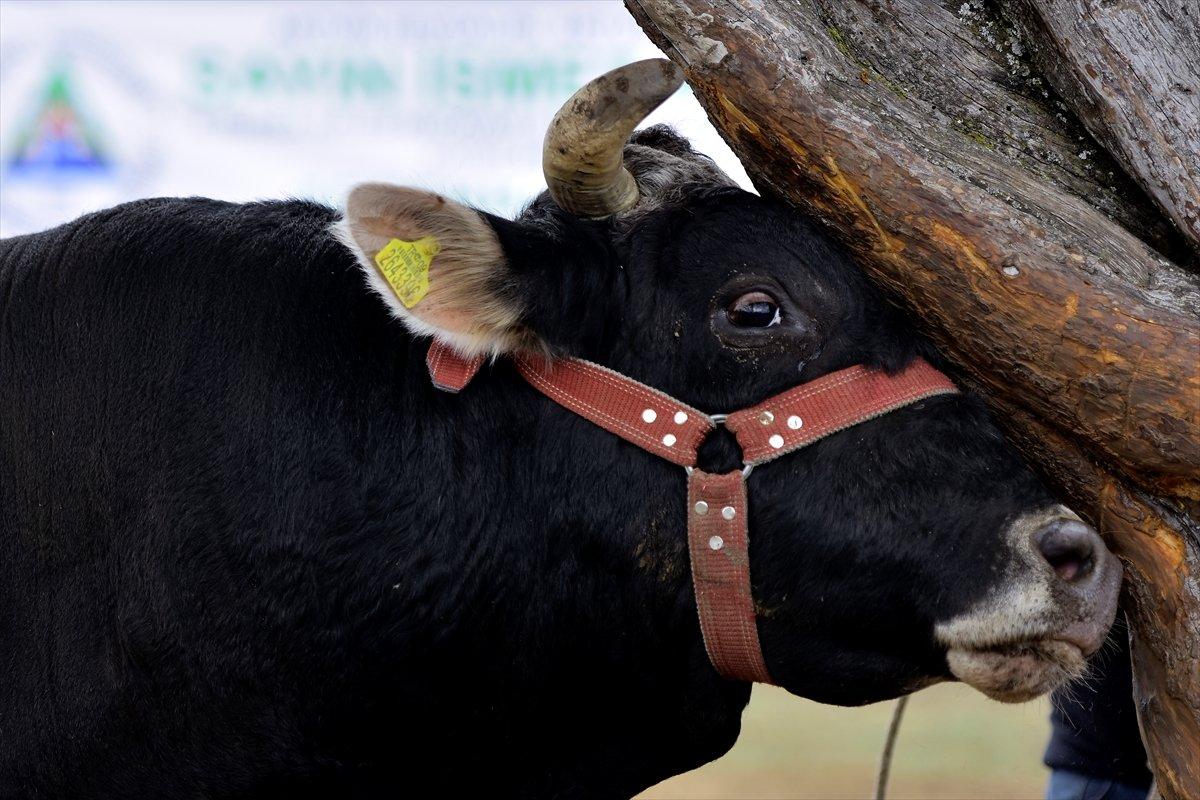 Kocayayla'da boğa güreşi festivali yapıldı