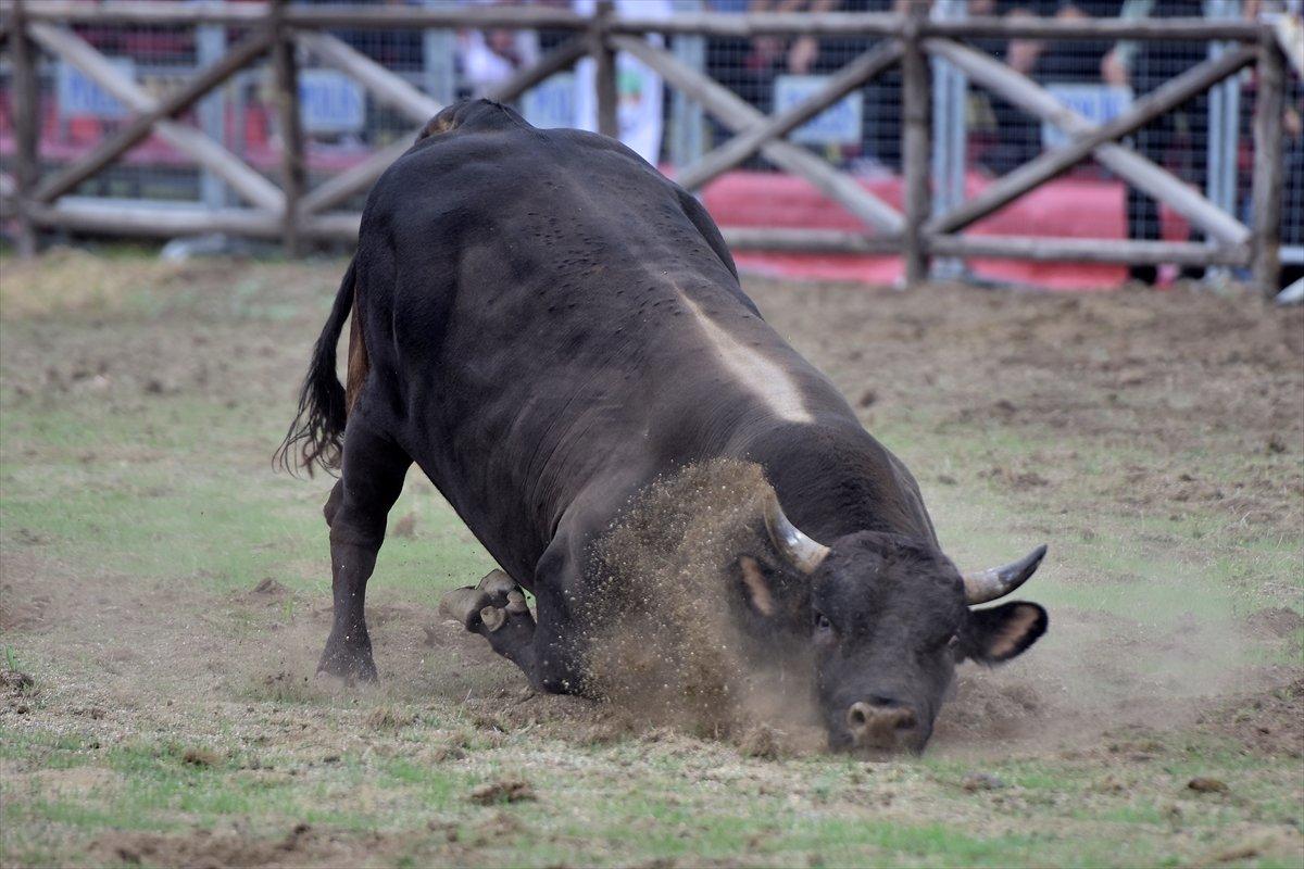Kocayayla'da boğa güreşi festivali yapıldı