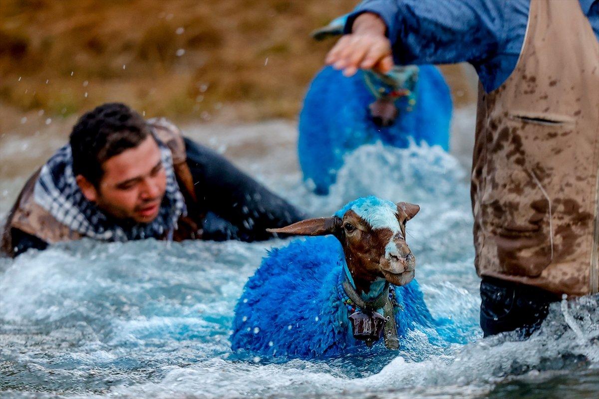 Burdur'da sudan koyun geçirme yarışması