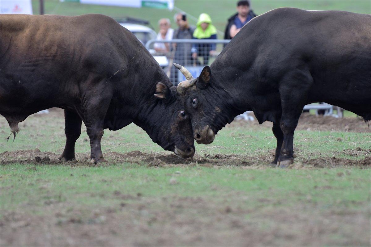 Kocayayla'da boğa güreşi festivali yapıldı