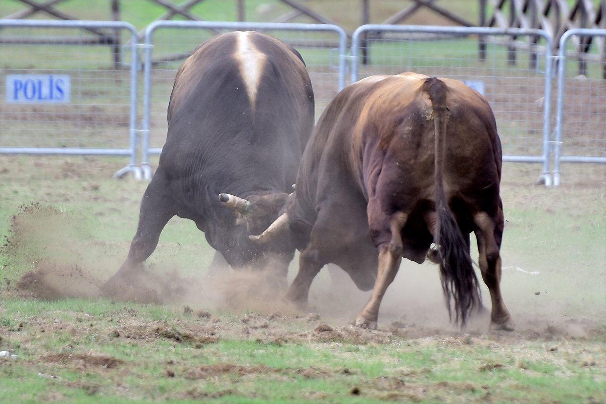 Kocayayla'da boğa güreşi festivali yapıldı