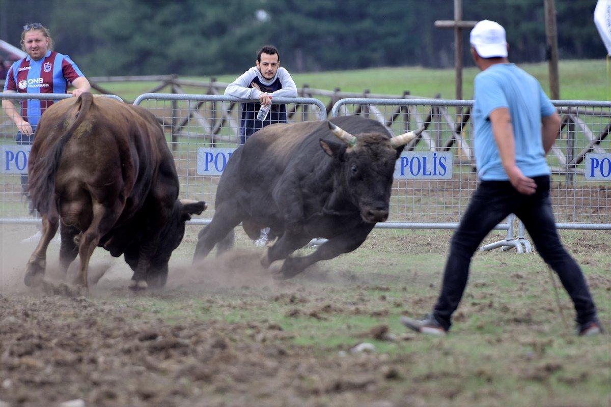 Kocayayla'da boğa güreşi festivali yapıldı