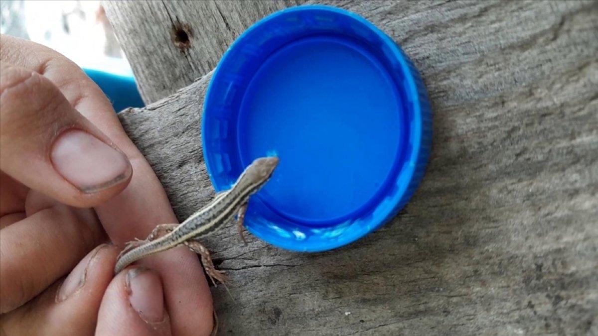 Adıyaman'da sıcaktan bunalan yavru kertenkeleye şişe kapağıyla su içirdi