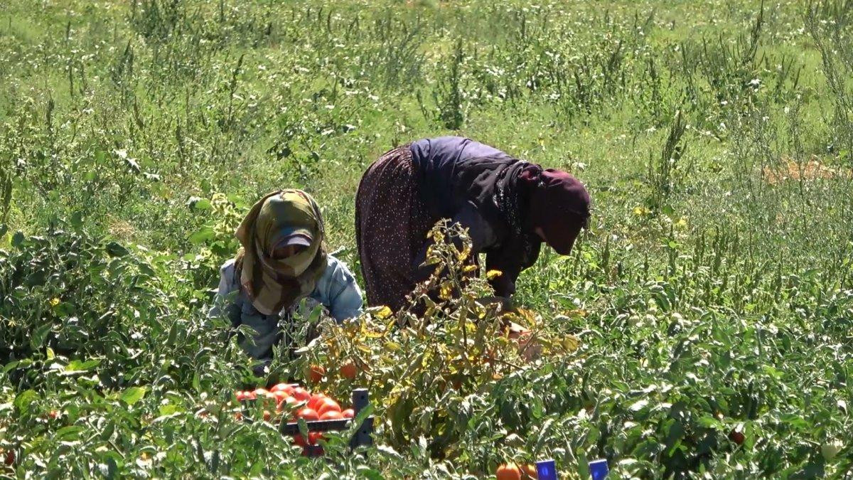Kırıkkale'de işçi bulamayan üreticiler: İyi ki mülteciler var