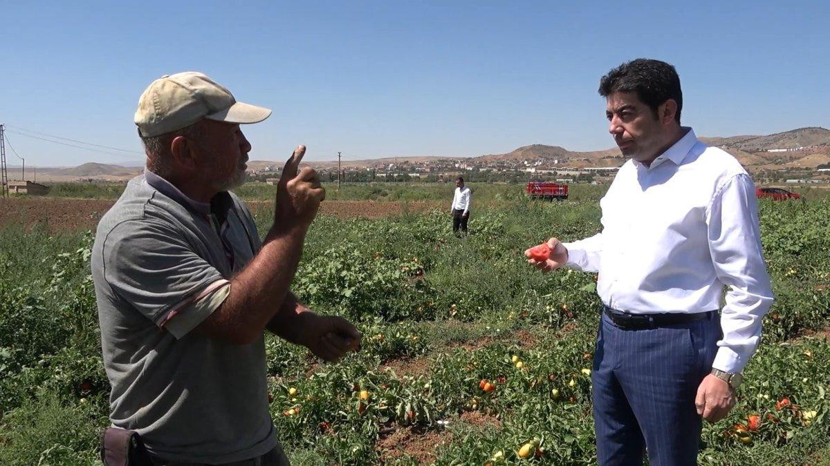 Kırıkkale'de işçi bulamayan üreticiler: İyi ki mülteciler var