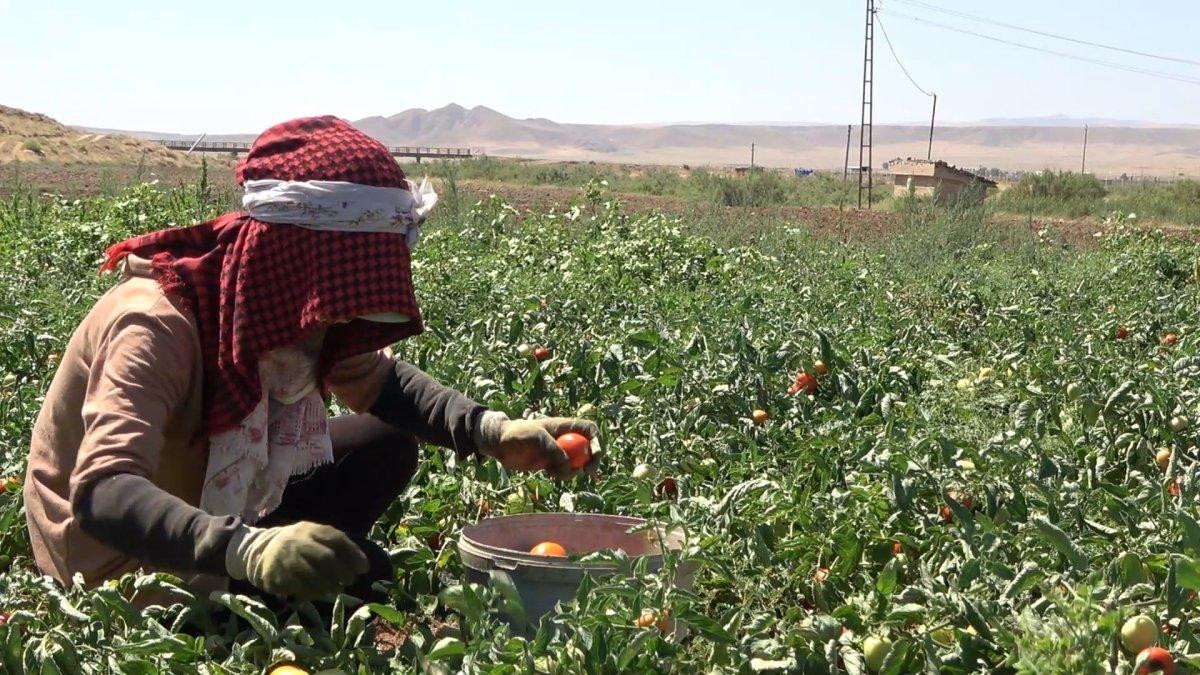 Kırıkkale'de işçi bulamayan üreticiler: İyi ki mülteciler var