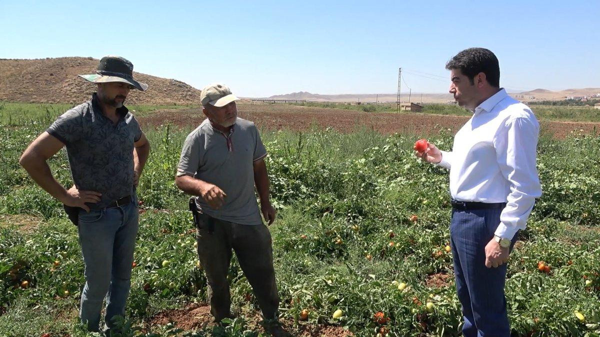 Kırıkkale'de işçi bulamayan üreticiler: İyi ki mülteciler var