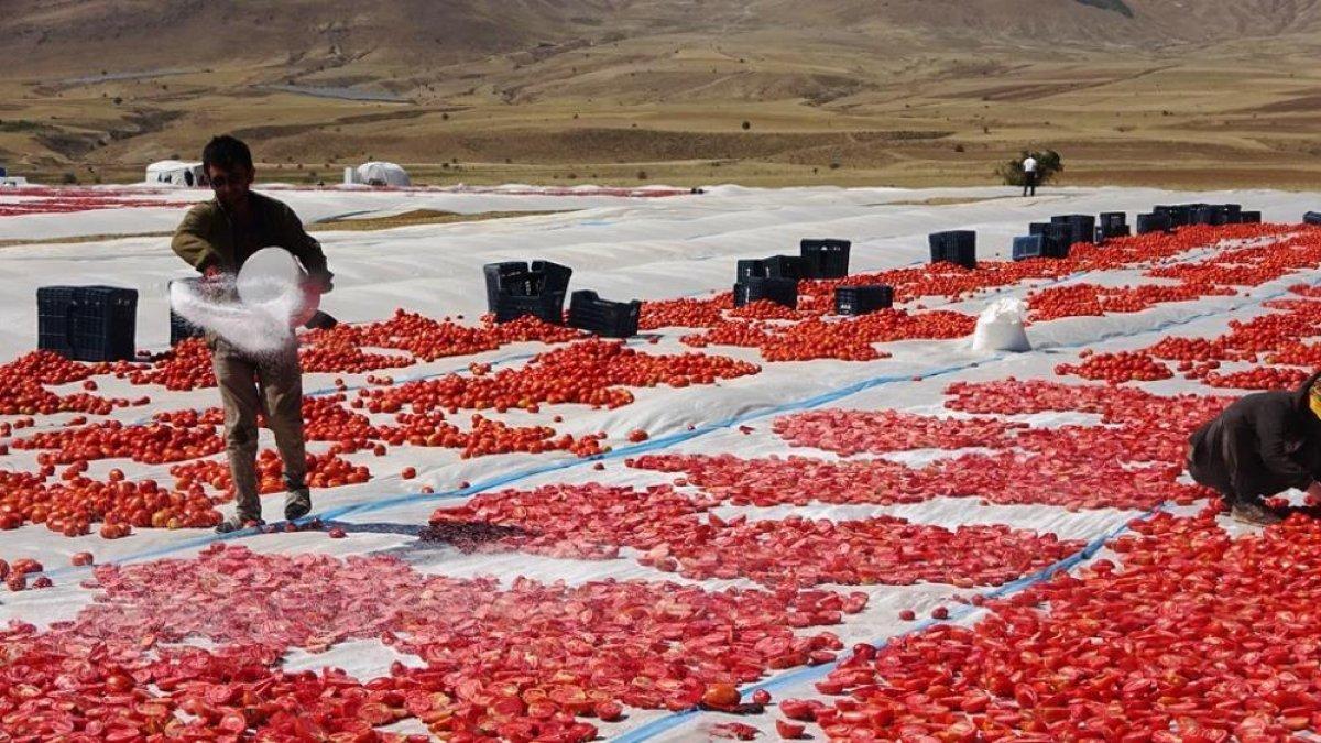 Bitlis’in kurutulmuş domatesleri Amerika ve Avrupa’ya ihraç ediliyor