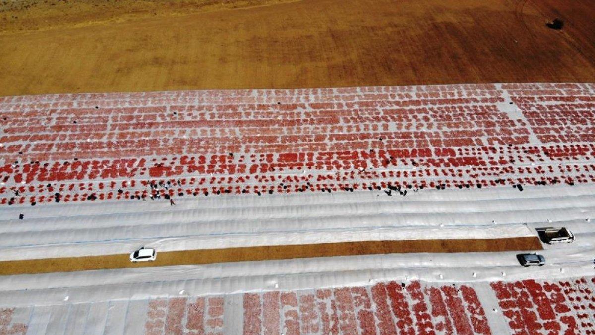 Bitlis’in kurutulmuş domatesleri Amerika ve Avrupa’ya ihraç ediliyor