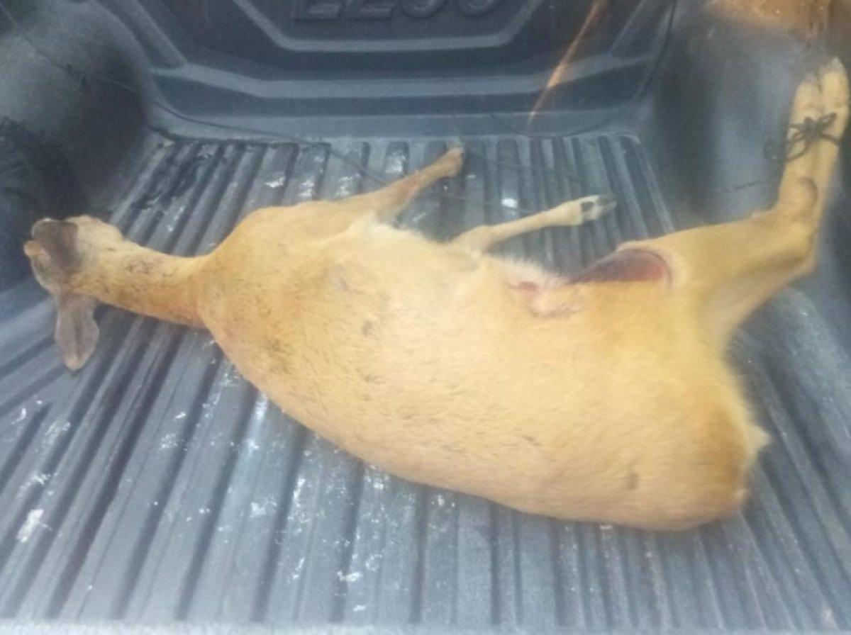 Zonguldak'ta bir kişi, yavru karacayı köpeklerin saldırısından kurtardı