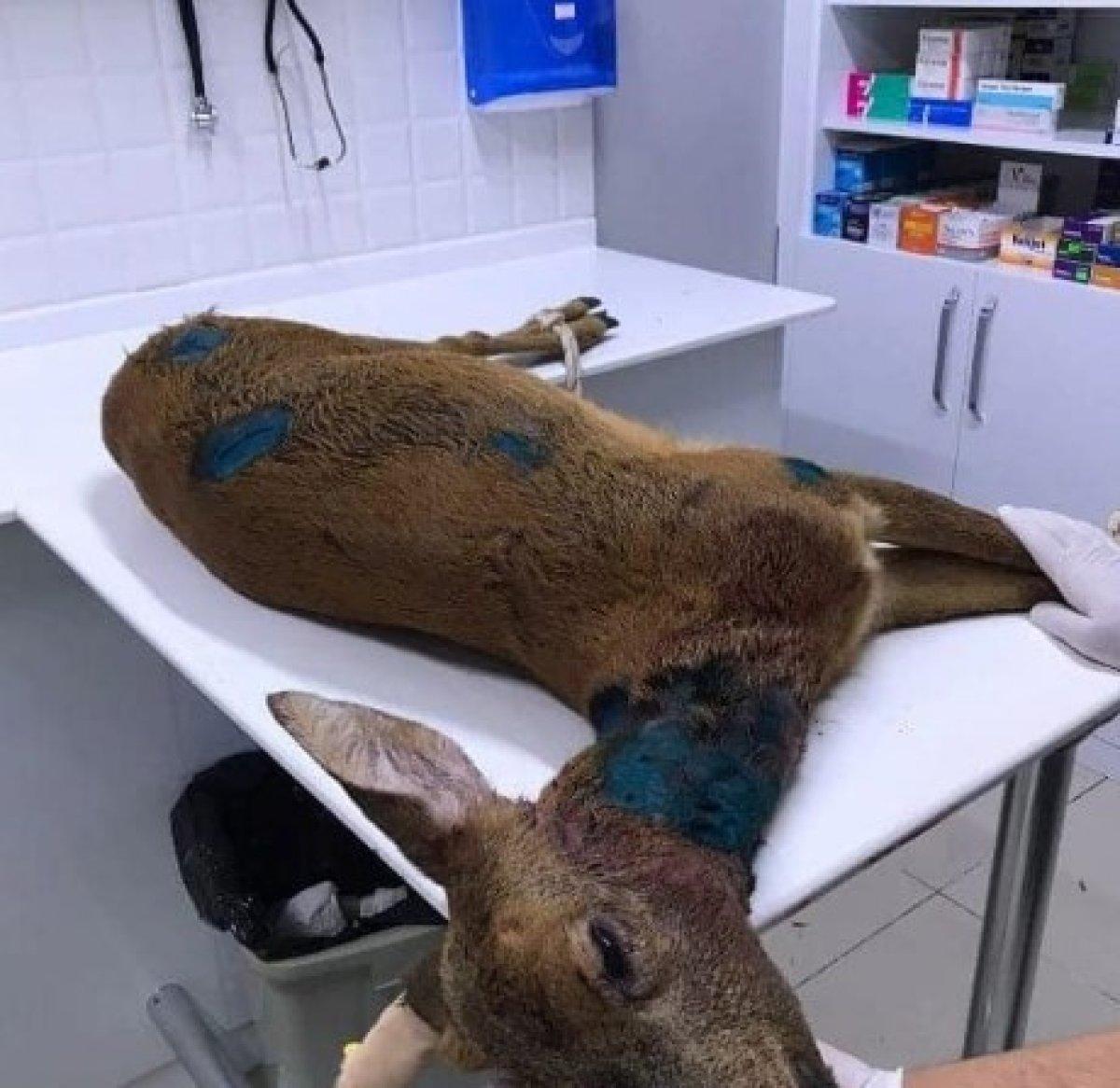 Zonguldak'ta bir kişi, yavru karacayı köpeklerin saldırısından kurtardı