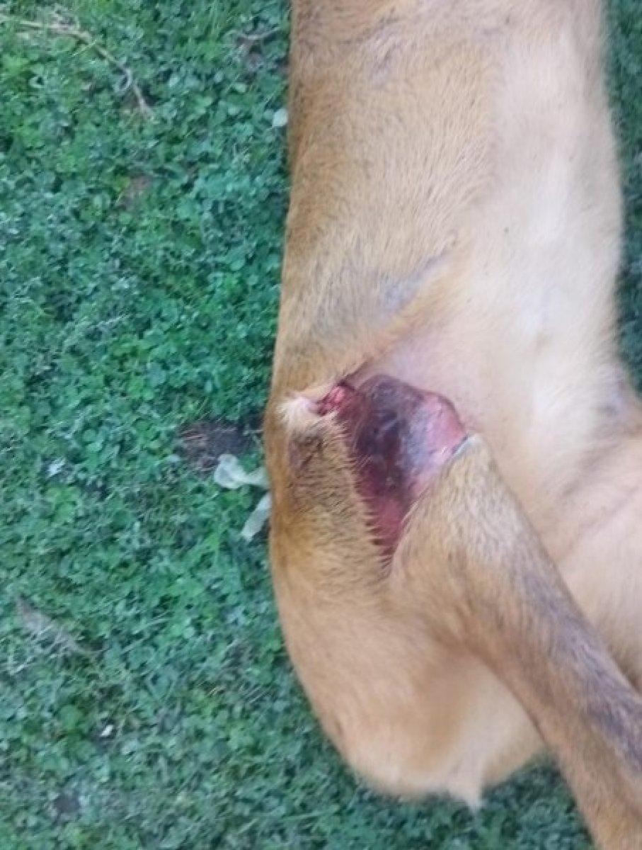 Zonguldak'ta bir kişi, yavru karacayı köpeklerin saldırısından kurtardı