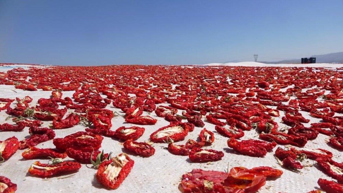Bitlis’in kurutulmuş domatesleri Amerika ve Avrupa’ya ihraç ediliyor