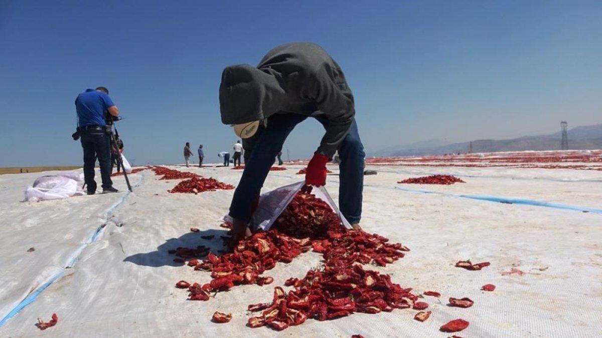 Bitlis’in kurutulmuş domatesleri Amerika ve Avrupa’ya ihraç ediliyor