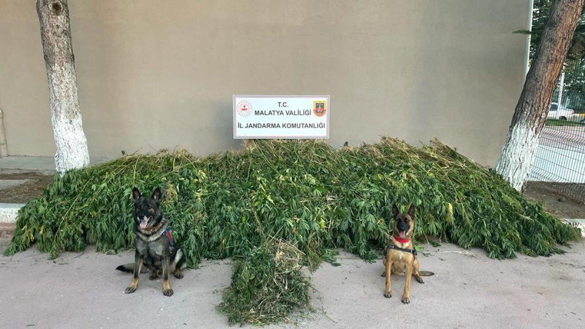 Malatya’da uyuşturucu operasyonu yapıldı