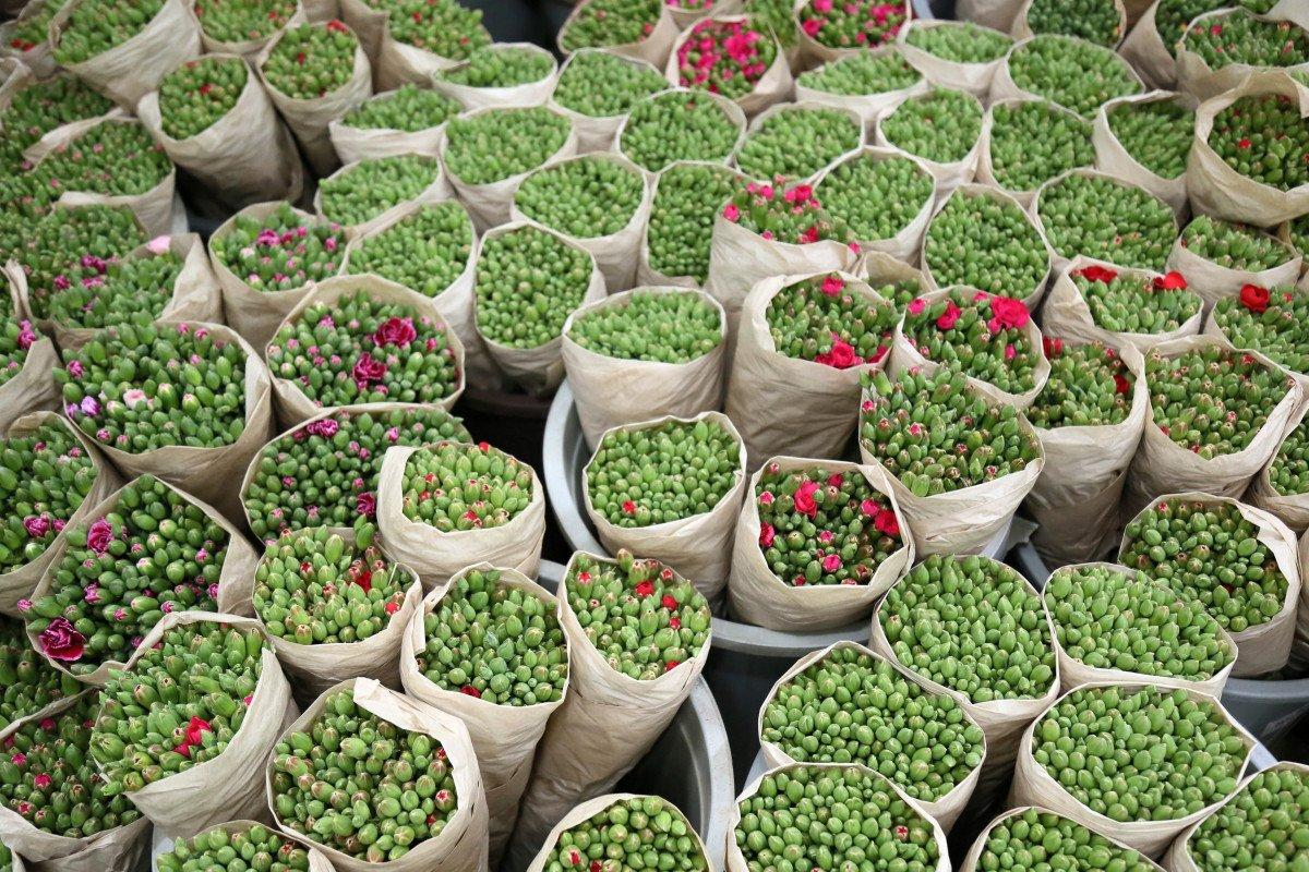 Kraliçe Elizabeth'in cenazesine, Türkiye'den 1 buçuk milyon dal karanfil gönderilecek