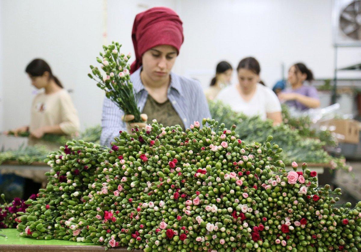 Kraliçe Elizabeth'in cenazesine, Türkiye'den 1 buçuk milyon dal karanfil gönderilecek
