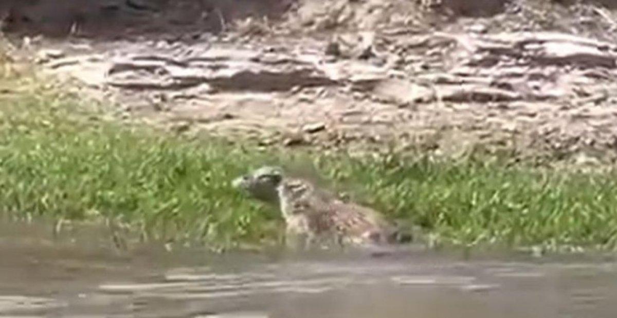 Şırnak'ta su samuru görüldü