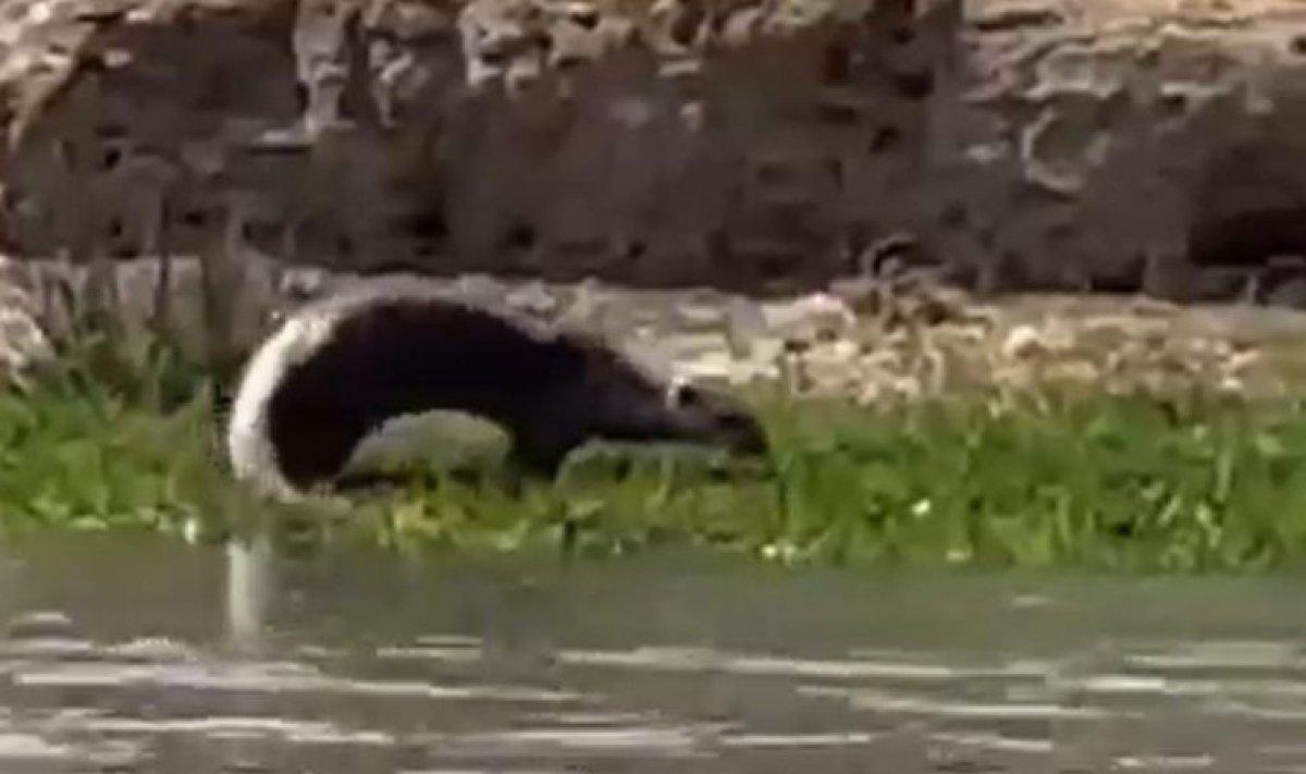 Şırnak'ta su samuru görüldü