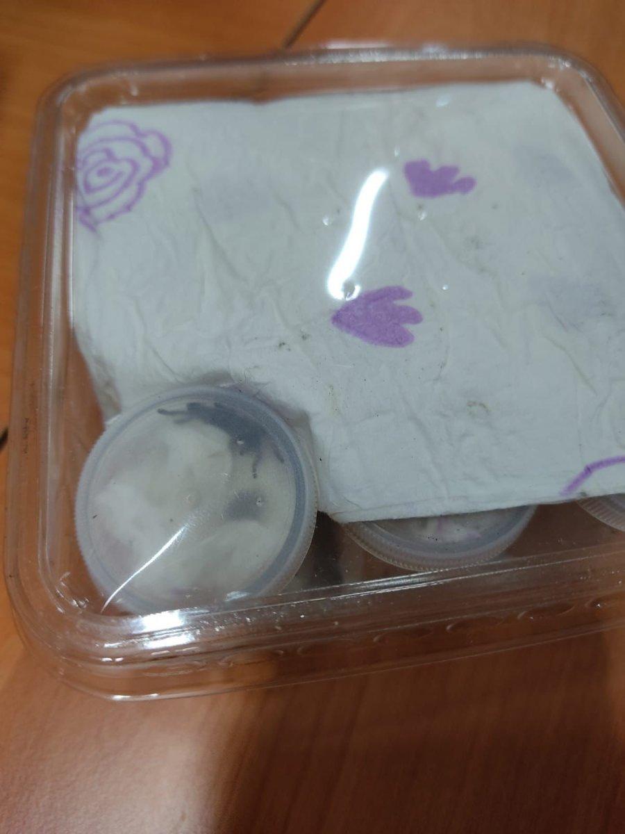 İzmir’de, posta gümrüğündeki gönderiden 26 tüp tarantula çıktı