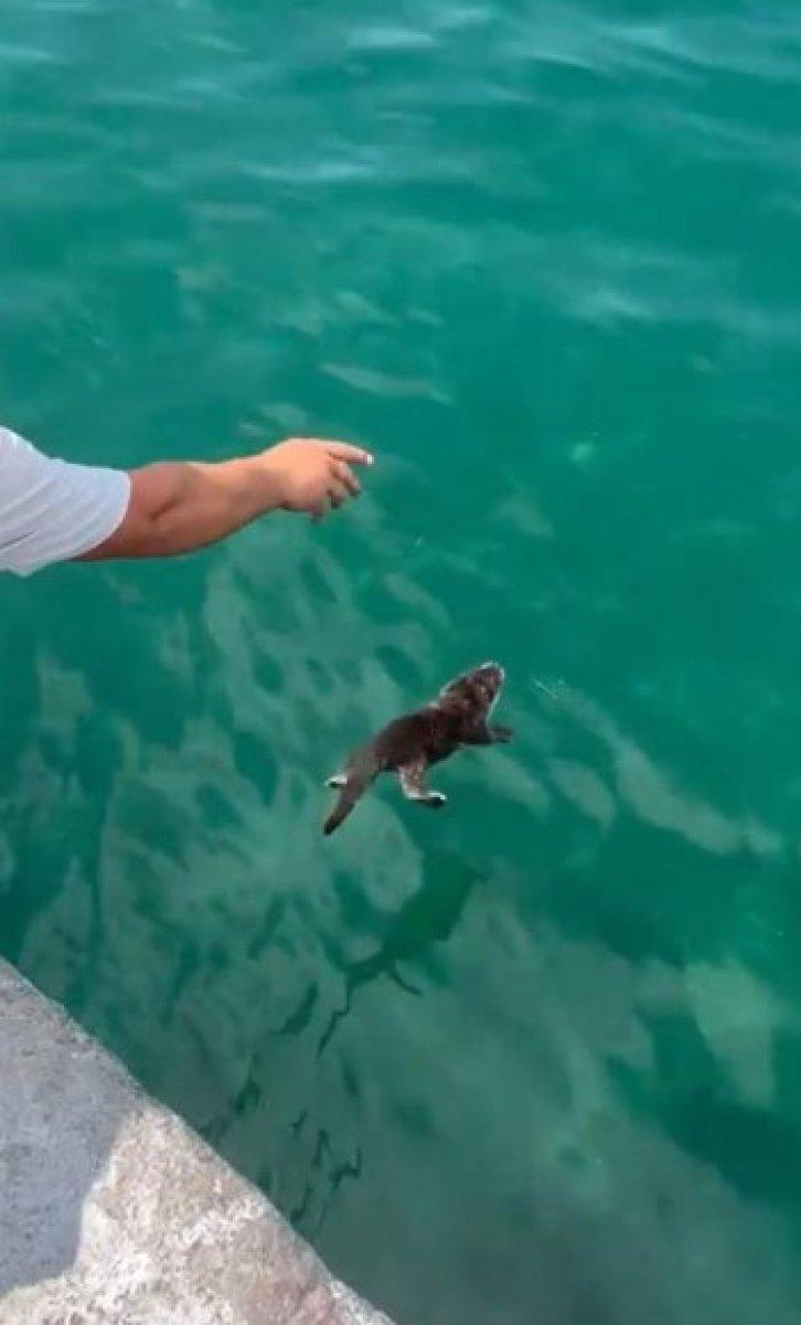 Yalova'da su samuru görüldü