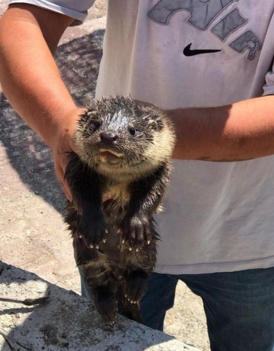 Yalova'da su samuru görüldü