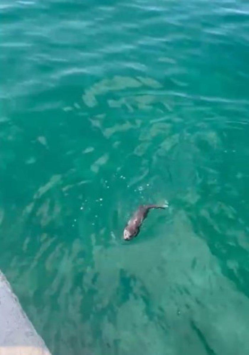 Yalova'da su samuru görüldü