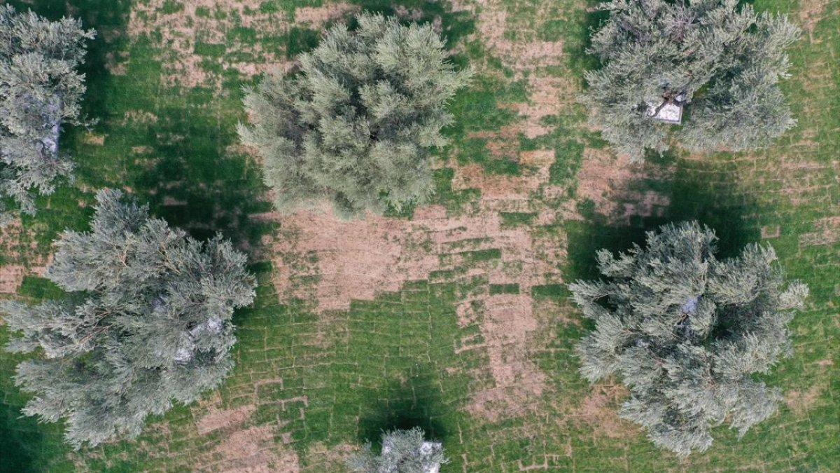 İzmir'de asırlık zeytin ağaçları, 'Zeytinpark' ile korunacak