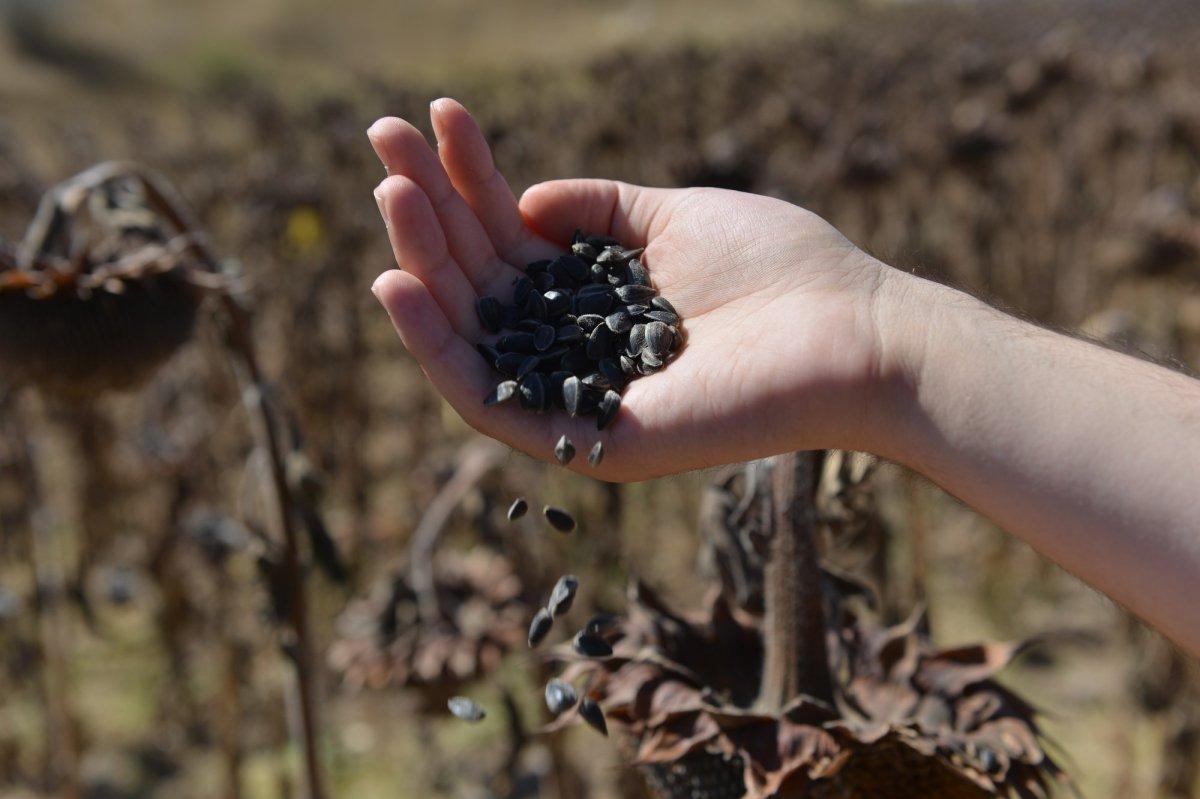 Çorum'da 80 dönümlük alan ekilen ayçiçeği hasatı başladı