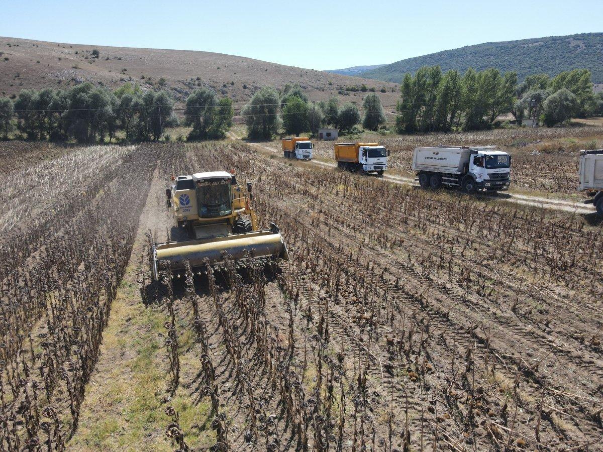 Çorum'da 80 dönümlük alan ekilen ayçiçeği hasatı başladı