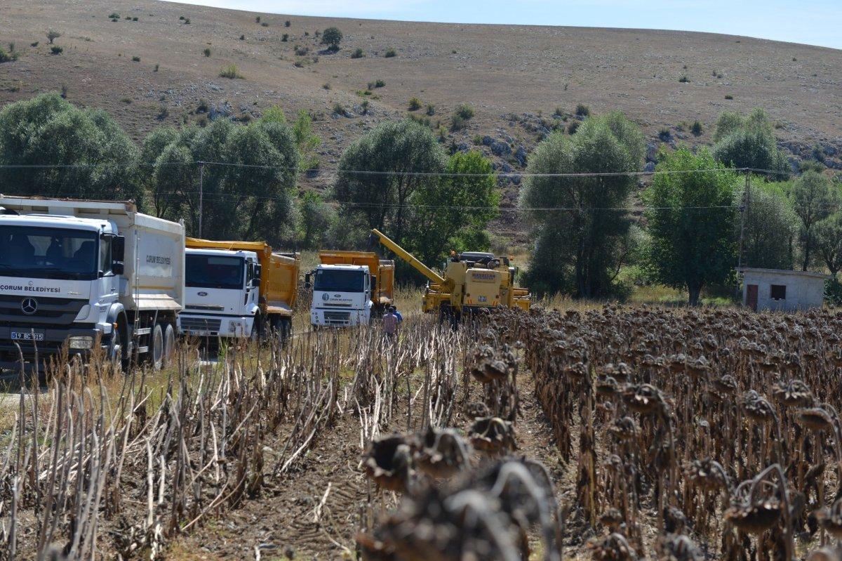 Çorum'da 80 dönümlük alan ekilen ayçiçeği hasatı başladı