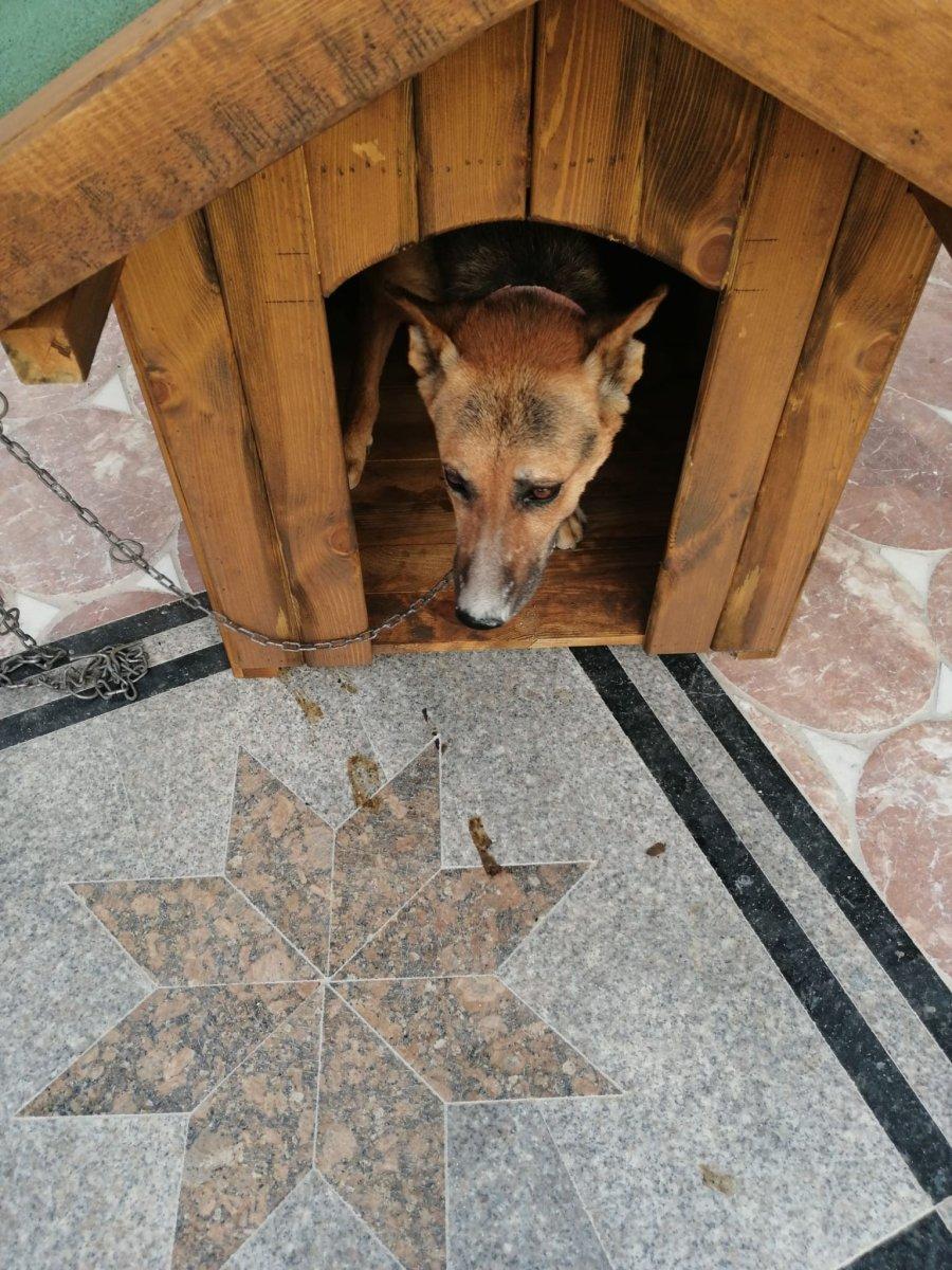 Antalya'da husumetlisiyle aynı ismi taşıyan köpeği öldürdü