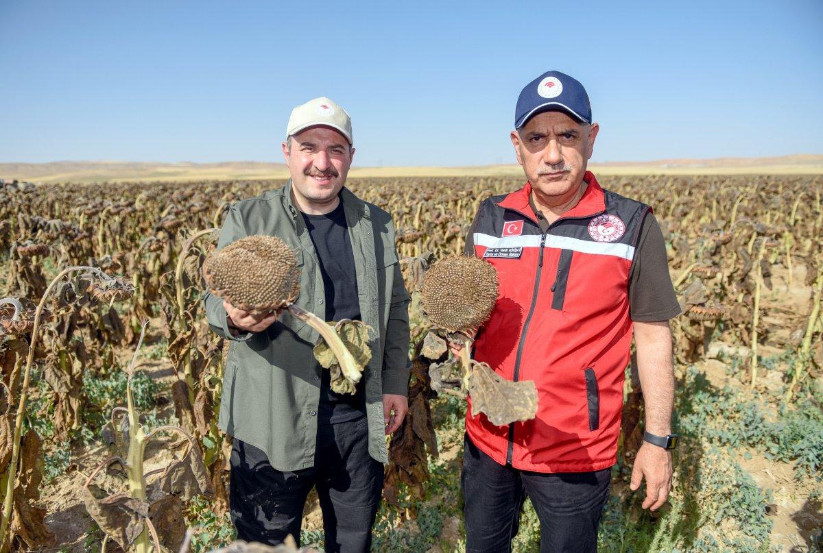 Yerli ve milli tohumluk ayçiçeğinde ilk hasat