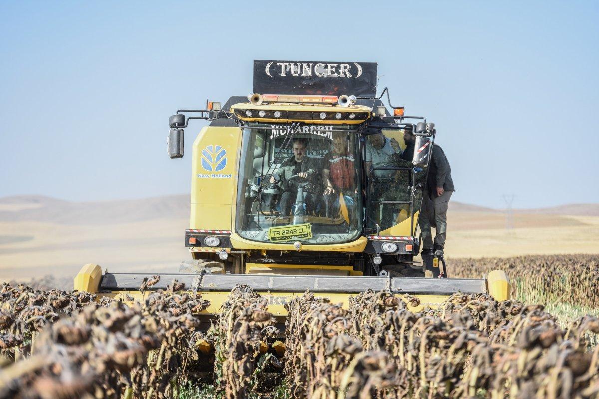 Yerli ve milli tohumluk ayçiçeğinde ilk hasat