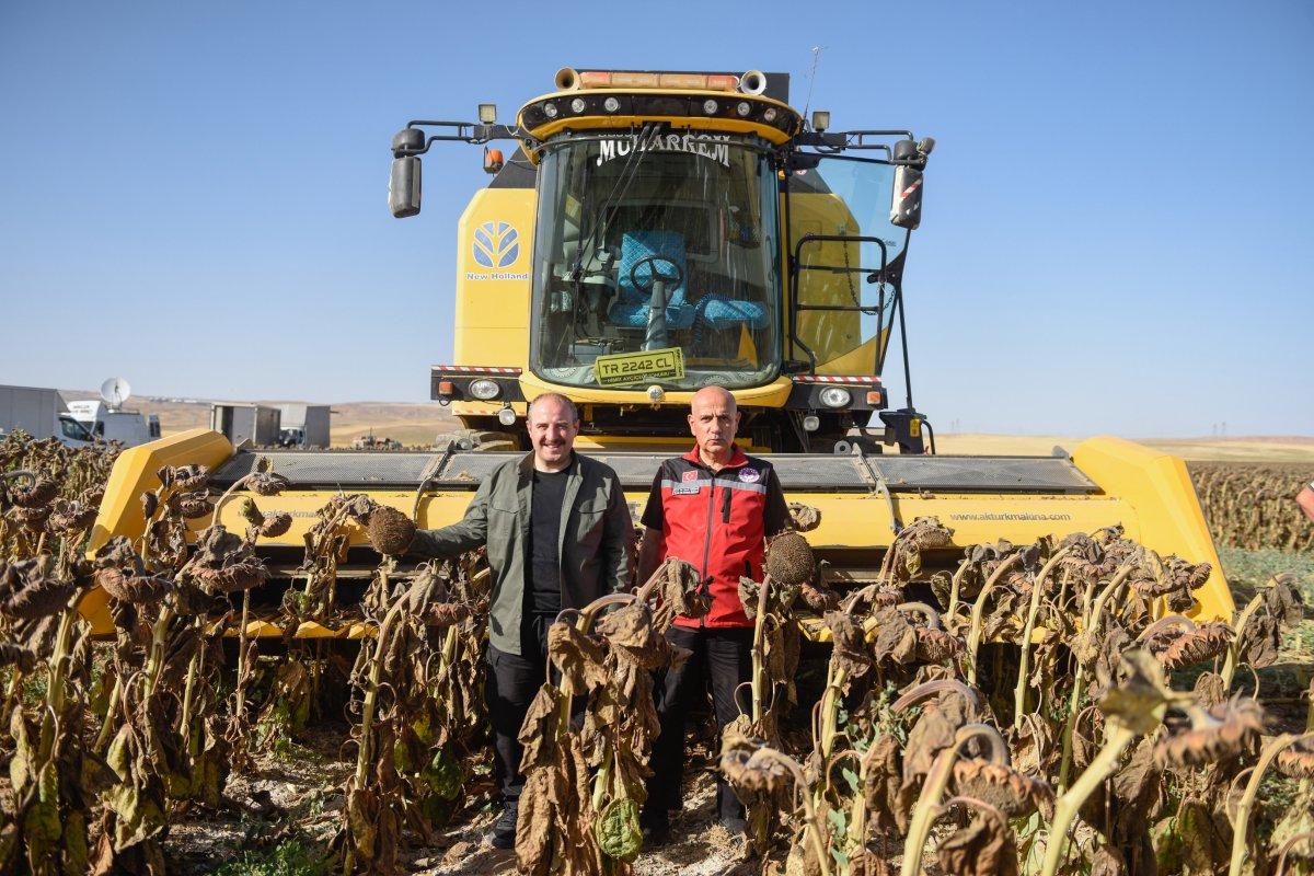 Yerli ve milli tohumluk ayçiçeğinde ilk hasat