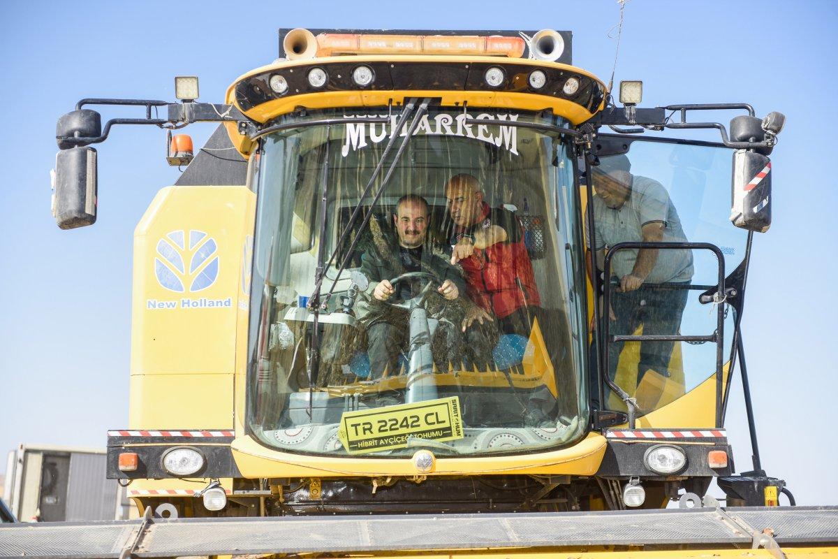 Yerli ve milli tohumluk ayçiçeğinde ilk hasat