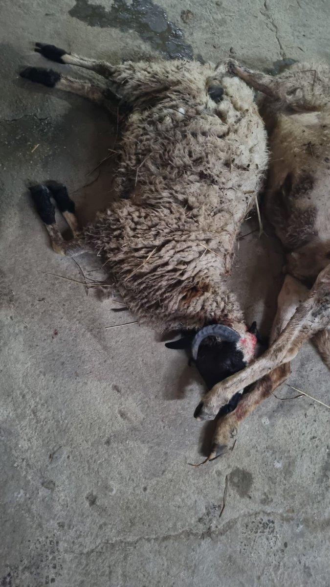 Sinop'ta başıboş köpek saldırısı: 4 koyunu parçaladılar